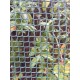 malla plastico verde 5x5